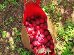 -南汇新场正宗水蜜桃采摘