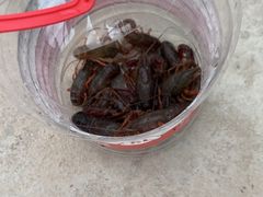 -南汇新场正宗水蜜桃采摘