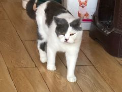 -Cappucimeow猫咪咖啡馆(韦伯时代店)