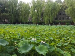 -四川大学(望江校区)