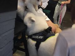 -百好乐宠物友好餐厅(朝外大街店)