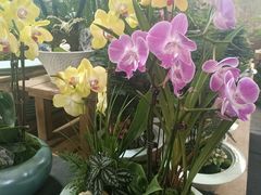 -龙大花卉苗木市场