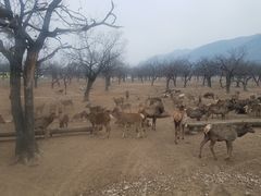 -西安秦岭野生动物园