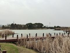 -西京湾花海