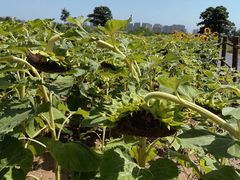 -汉长安城未央宫国家考古遗址公园