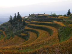 -紫鹊界梯田景区