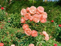 -人民公园(罗湖区)