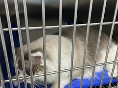 -中农国际动物医院24小时·猫科·骨科·急重症中心