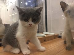 -袖虎·猫馆(体育西路店)