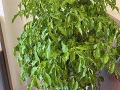 -龙大花卉苗木市场