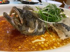 清蒸老虎斑-樱苑(四川北路店)