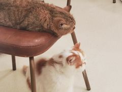 -共舞时光猫咖·狗咖(新街口店)