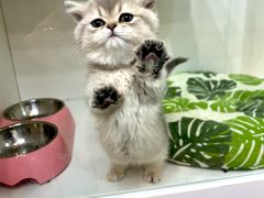 -青奢宠物·青奢猫舍