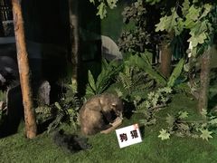 -吉林省自然博物馆