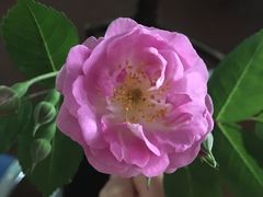 -徐小包的奶茶(中山路步行街店)