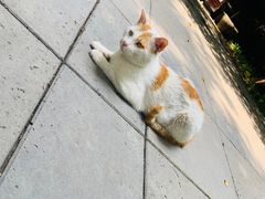 -竹吟山房
