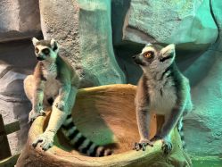 -Zoolung Zoolung动物主题公园(海信广场店)