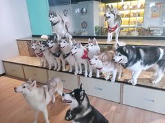 -Husky Go! 哈士奇体验馆·宠物咖啡厅狗咖