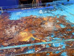 -山海•蒸汽活海鲜自助(皇庭广场店)