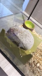 -Moni星球萌宠·小马宝莉·灵蛇·高端高阶全萌宠互动体验俱乐部(红豆国际广场店)