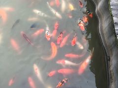 -大湾区中央湿地公园
