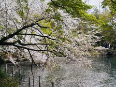 -井之头恩赐公园