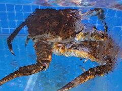 -前王院•巧克力海鲜市集餐厅(万平口店)