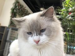 -藏猫猫咖啡主题馆(中央大道店)