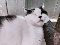-猫咪博物馆(顶澳仔猫街店)