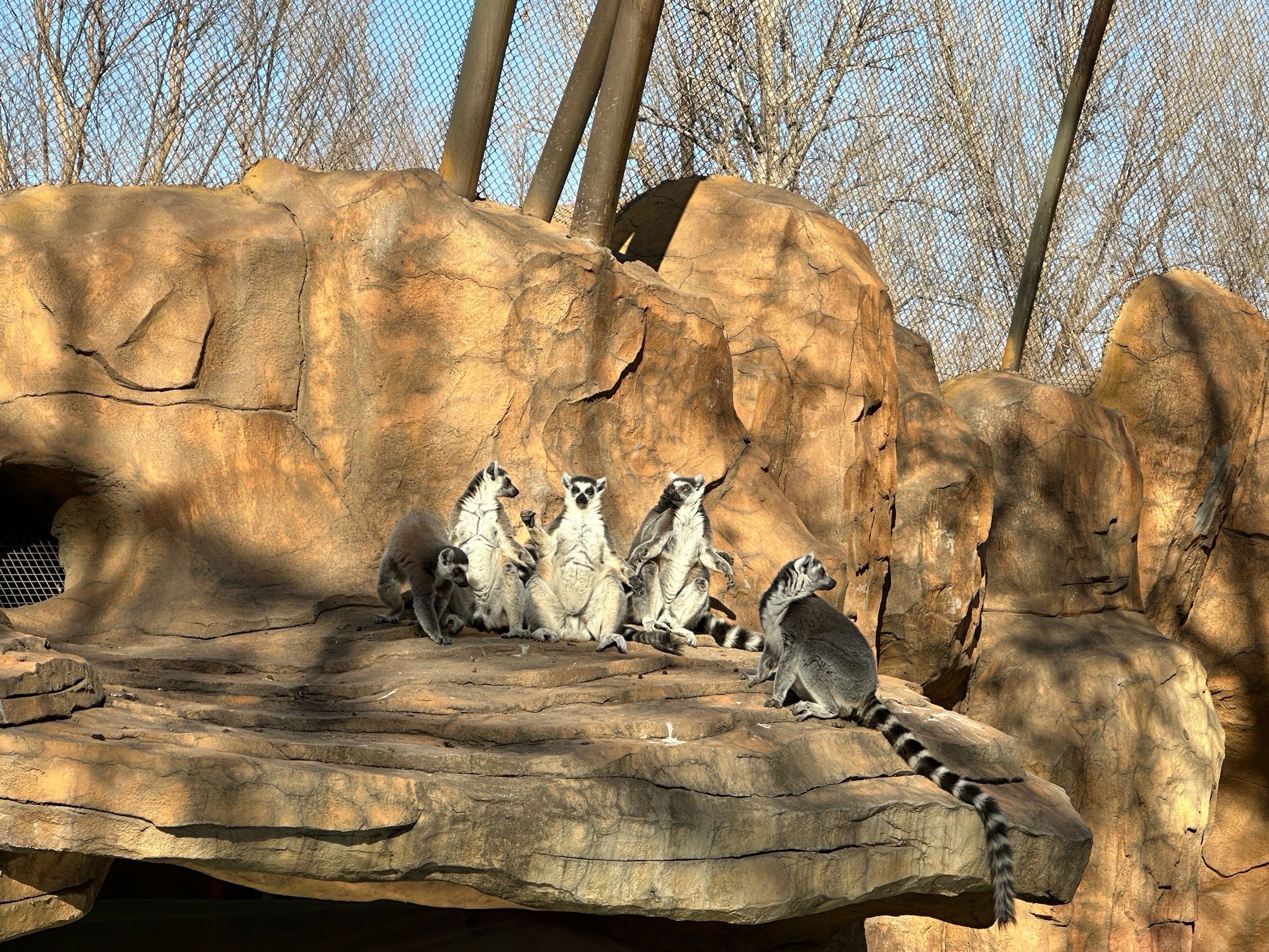 淡季北野环尾狐猴的拜日时刻