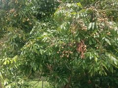 -福建鲤鱼洲酒店