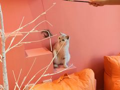 -藏猫猫咖啡主题馆(中央大道店)