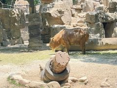 -上海野生动物园