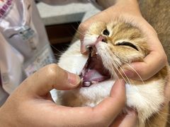 -宠爱国际动物医院·消化内科·心肾内科·ISFM猫友好(望京店)
