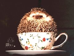 来一杯刺猬-藦茜花园宠物主题亲子互动体验馆(国顺东路店)