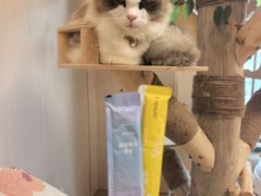 -唐小姐の私宠·宠物洗护美容·撸猫馆·购宠(周浦万达旗舰店)