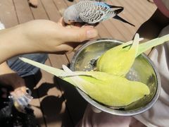 -燕塞湖鸟语林景区