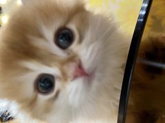 -欣宠猫屋·矮脚拿破仑·蓝金金渐层