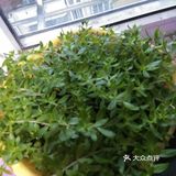 笔记21  打劫    菜