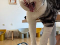 -有喵·猫咖·狗咖·30几只猫10只小狗(岗厦店)