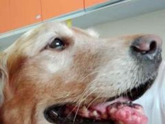 -瑞派福兴宠物医院犬猫全科·骨科·中西医结合(河东店)