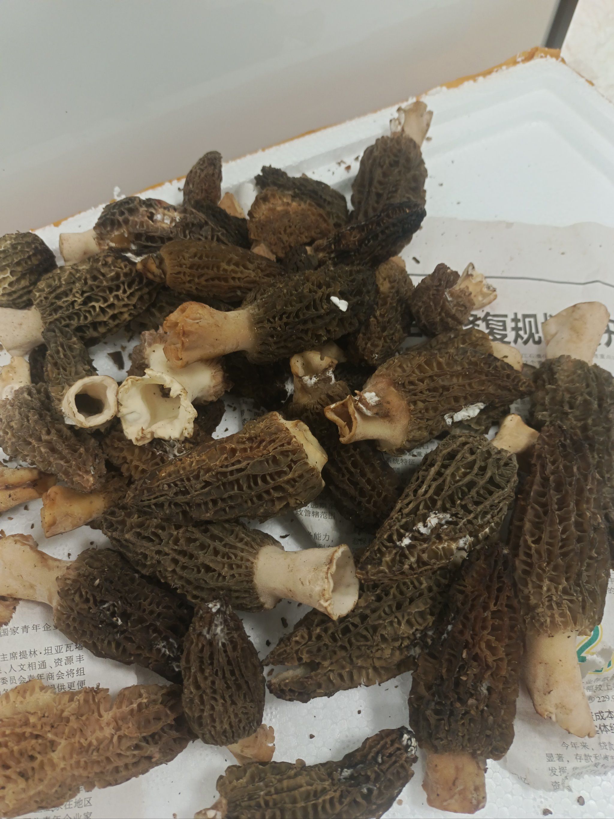 探秘云南野生菌