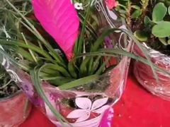 -秦美花卉(天朗·莱茵小城2期店)