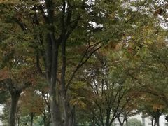 -重庆市江北嘴中央商务区中央公园