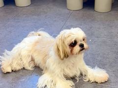 -有喵·猫咖·狗咖·40+猫狗有小奶狗(岗厦店)