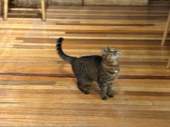 -猫的天空之城概念书店(杭州南宋御街店)