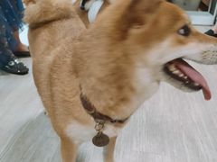 -柴犬高等学院·狗咖·柴犬售卖·宠物训练