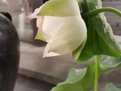 -花锦堂·隐庐