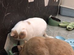 -猫爷宠物生活馆·撸猫馆