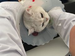 -天使宠物医院·犬猫分诊(彩虹店)